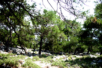 Symi Island Walks - Holidays